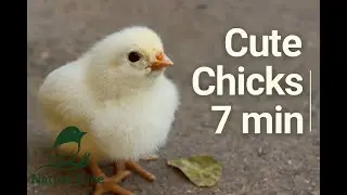 Little Chicks Walking & Chirping  Relaxing Nature Video