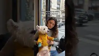 People: Stop dressing up your Westie dog!