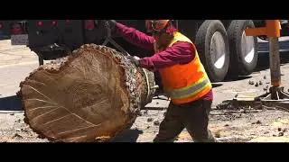 Tree Removal with 30 Ton Crane !