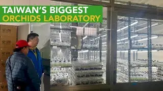 One of Taiwan's Top Phalaenopsis Orchids Breeder and Grower - TAIDA ORCHIDS!