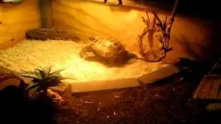 Custom Russian Tortoise Enclosure