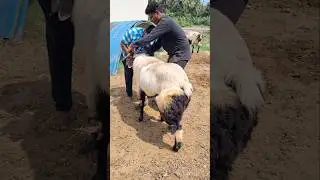 2025 Bakrid special Nellore Judipi Sheep Bakra