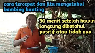 Signs of successful goat mating: positive pregnancy