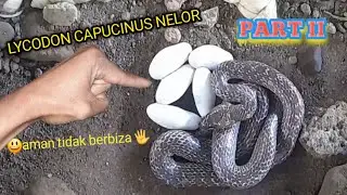 ular lycodon capucinus sudah bertelor