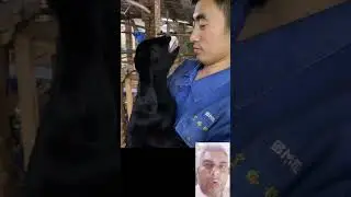 Cute Baby Goat 🐐 Talking 😱