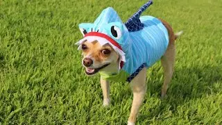 Carnival costume for dogs 11 ideas to be inspired#brazil #carnaval2023#love #follow #pets  #good#dog