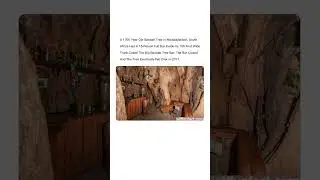 Big Baobab Tree Bar Adventure😱