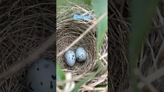 Hidden Nest Surprise: Two Beautiful Blue Eggs