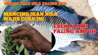 umpan ikan nila tambak paling jitu|| media purbutiran