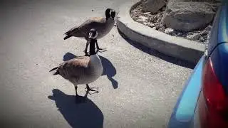 Take Me to Your Leader - Canada Goose Landscape format
