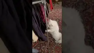 Laundry under investigation &mdash; Inspector Gadget style! 🧺#inspectorgadget #cat #kitten #گربه_پرشین