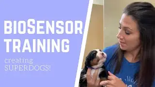 BIOSENSOR TRAINING the puppies!