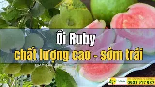 Ổi Ruby RUỘT ĐỎ - ÍT HẠT Đúng Giống - Chất Lượng