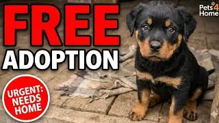 🥺 FREE ADOPTION! Rottweiler Puppy Needs Home | Owner Majboor Hai | Urgent Video
