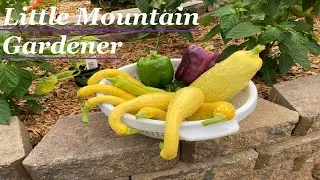 My First Purple Bell Pepper and Squash Of The Season