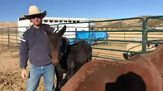 #MuleTipTuesday Working with Weanlings