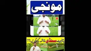 Rice Farming #apnakisanpakistan #farming #ricecultivation #rice #shortvideo #shorts