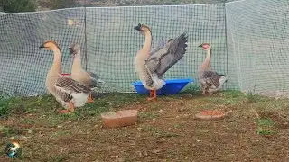 Day 34 - African Geese Quartet 🦢 Mind Healing Farm