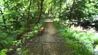 Ripponden Walk with Charlie