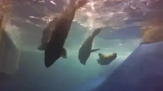 New seal exhibition 