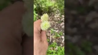 Bunny Tail Grass