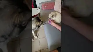 Grumpy Himalayan Cat Hissing At Husky While Sharing Treats