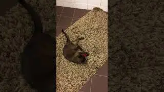 Filzmaus, ein Katzenspielzeug von pet-interiors