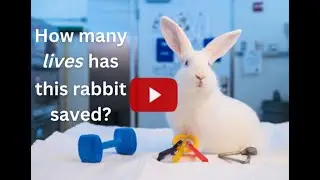 How many lives has this rabbit saved?