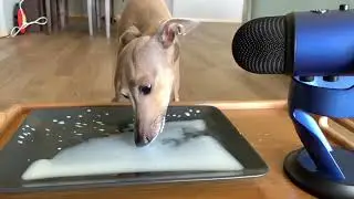 ASMR Dog drinking milk Italian Greyhound drinking, relaxing and satisfying video with animal