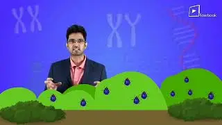 Variations In Bettle Population