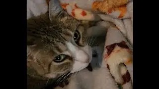 Feral Cat Now Nurses On Her Blanket Every Night