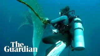Divers in Thailand attempt to free whale shark entangled in rope