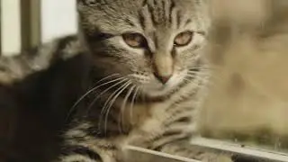 KITTYCUTIE | CUTE CAT VIDEOS