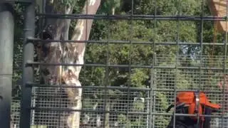 Clipsal 500 2017