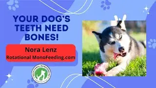 Your Dog's Teeth Need Bones!