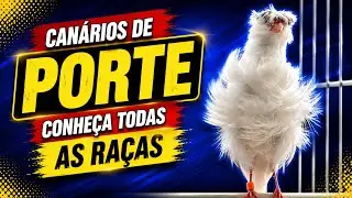 CONHEÇA AS RAÇAS DE CANÁRIOS DE PORTE
