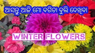 ଆସନ୍ତୁ ମୋ ବଗିଚା ବୁଲି ଦେଖିବା 🌿🌱🌺🏵️🌺☘️👩🏻‍🦰🥀ଶୀତ ଦିନିଆ ଫୁଲ 🌼💯💮🌺Winter flowers🏵️🌸💮🌺🥀