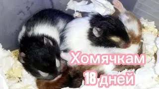 Хомячкам 18 дней. Драки продолжаются. #хомяки #сирийскиехомяки 