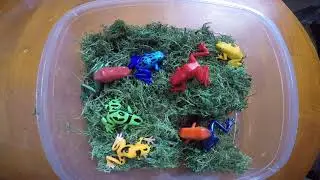 Wetlands & Water Preschool Play Sensory Bin - Frogs