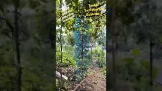 My 1st Ayahuasca Ceremony #plant #medicine #nature for #anxiety #depression #ptsd 🙏
