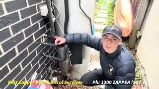 What to Do If You See Rat Droppings in Garage | #rodentcontrol
