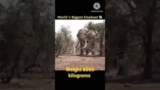World's Biggest Elephant 🐘, Weight 8000 kilograms #shorts #youtubeshorts #short #elephant #animals