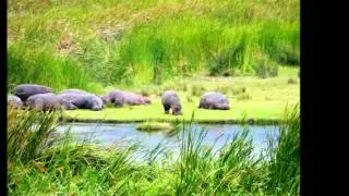 Jack & Jane's African Safari