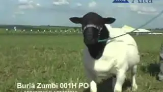 ZUMBI  Dorper