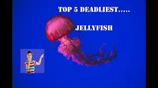 Top 5 Deadliest: JELLYFISH