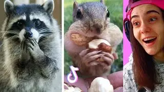 Reacting to the CUTEST ANIMALS