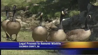 Wildlife Biologist comments on Canada Geese removal