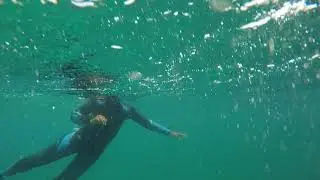 DAUPHINS en plong&eacute;e aux maldives