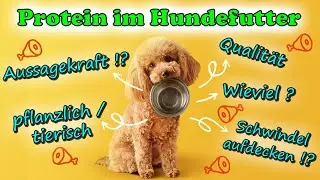 Rohprotein im Hundefutter - ist es &uuml;berhaupt aussagekr&auml;ftig? Und wieviel Rohprotein Anteil ist gut?