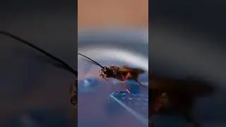 The self-grooming process of a braconid wasp is kinda cute